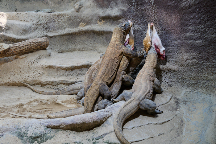 In the Prague Zoo