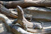 V pražské zoo