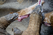 V pražské zoo