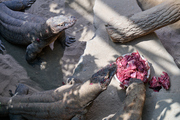 V pražské zoo